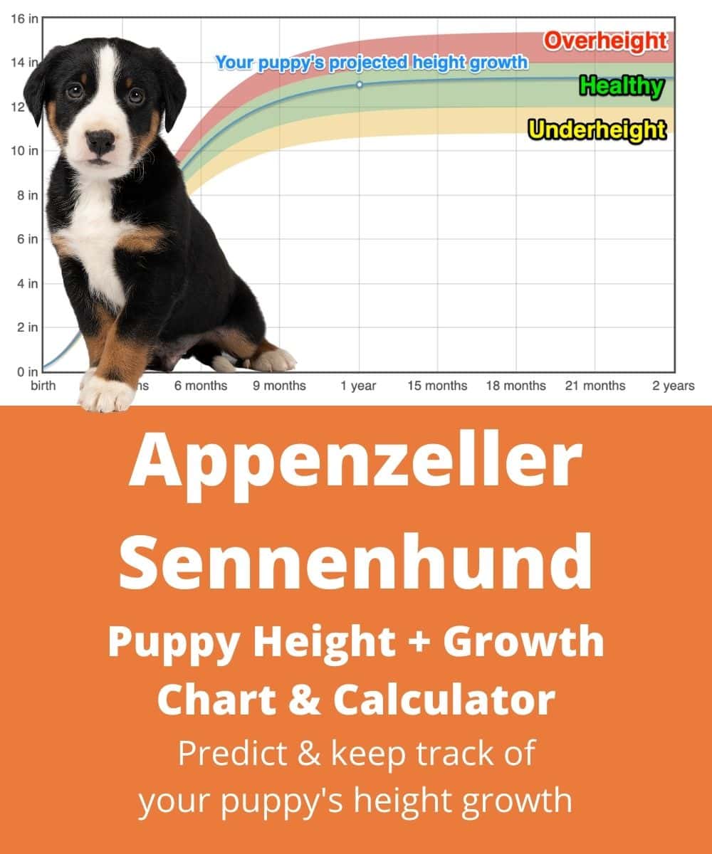 appenzeller-cattle-dog Puppy height Growth Chart